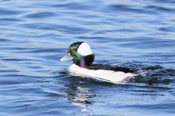 2022年12月10日(土) 多摩川の野鳥観察記録