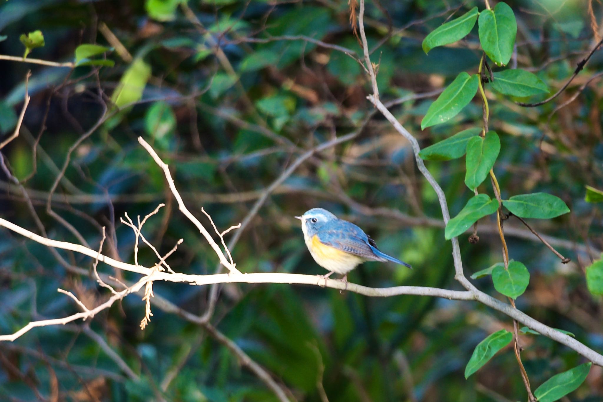 Photo of Red-flanked Bluetail at  by t.o