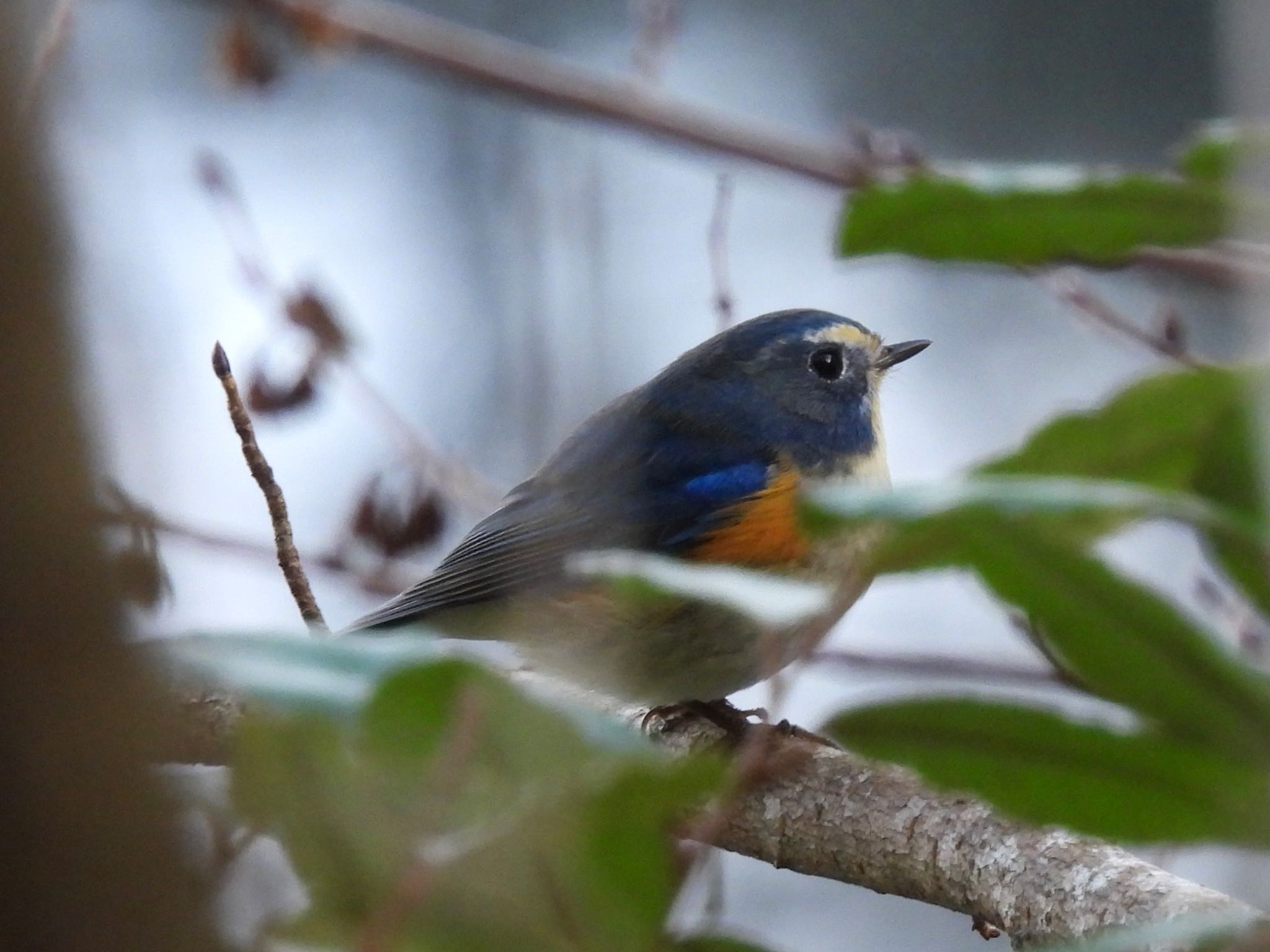 Photo of Red-flanked Bluetail at Hayatogawa Forest Road by yoshikichi