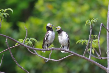 Black-collared Starling 中国広東省 Sun, 7/19/2020