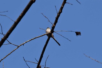 Long-tailed Tit 桐生自然観察の森 Sun, 12/11/2022