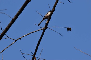 Long-tailed Tit 桐生自然観察の森 Sun, 12/11/2022