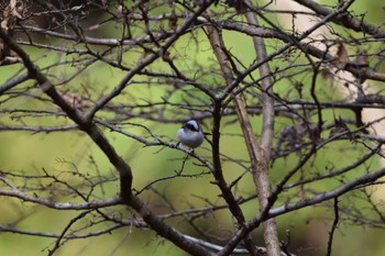 Long-tailed Tit 桐生自然観察の森 Sun, 12/11/2022