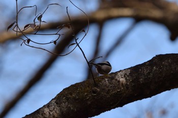 Long-tailed Tit 桐生自然観察の森 Sun, 12/11/2022