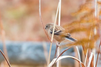 Siberian Long-tailed Rosefinch Miyagi Kenminnomori Mon, 12/12/2022