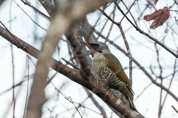 Japanese Green Woodpecker Miyagi Kenminnomori Mon, 12/12/2022