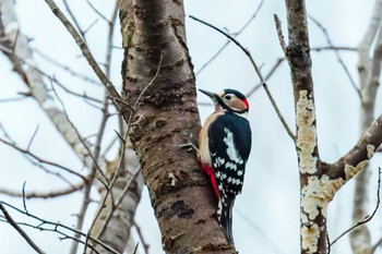 Mon, 12/12/2022 Birding report at Miyagi Kenminnomori