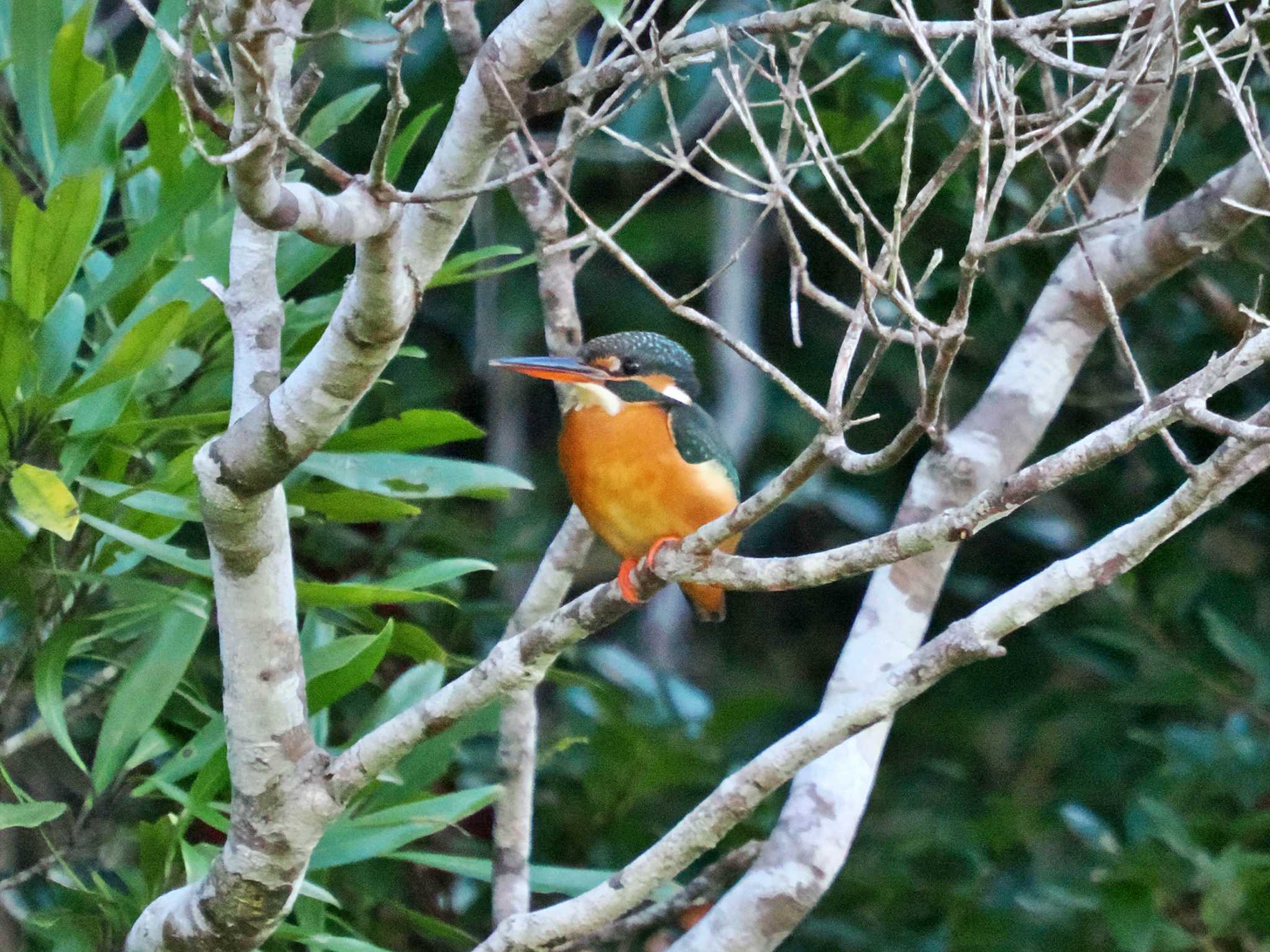 国頭村森林公園 カワセミの写真 by 藤原奏冥