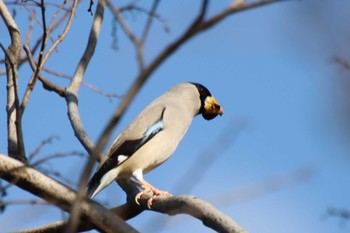 2022年12月12日(月) 鴨川の野鳥観察記録