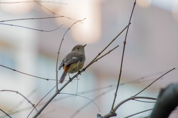 ジョウビタキ 檜町公園(東京ミッドタウン) 2022年12月12日(月)