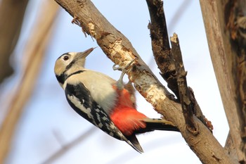 Great Spotted Woodpecker(japonicus) Makomanai Park Sat, 11/12/2022