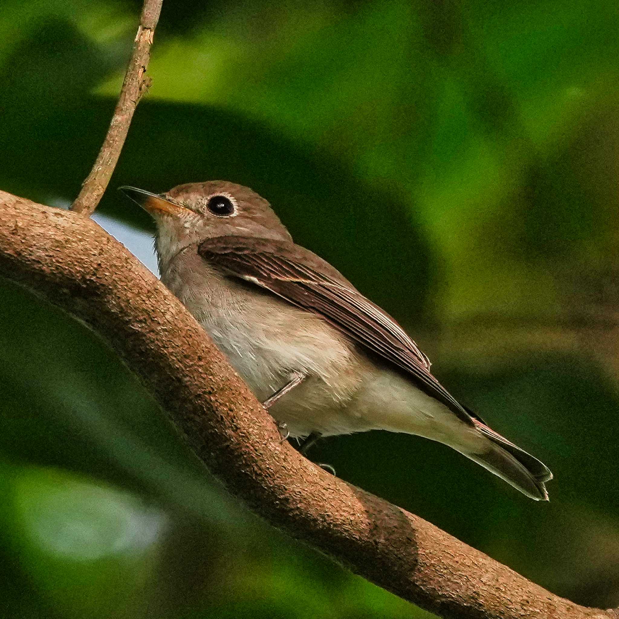 Brown-streaked Flycatcher