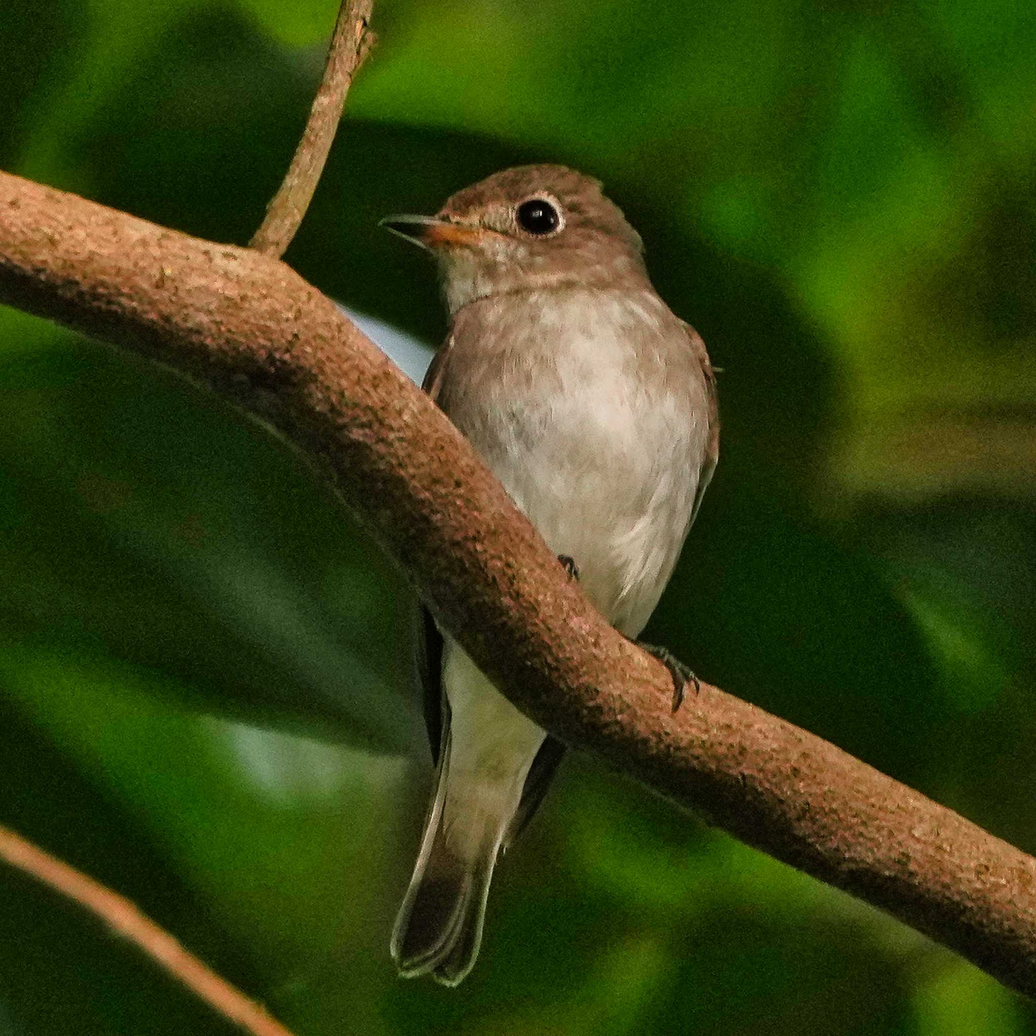 Khao Mai Keao Reservation Park ミナミコサメビタキの写真 by span265