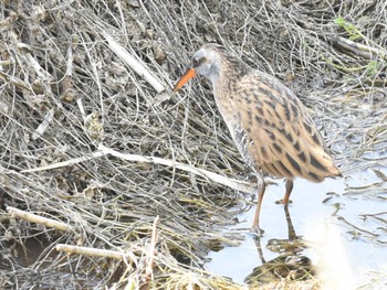 2022年12月12日(月) 江津湖の野鳥観察記録