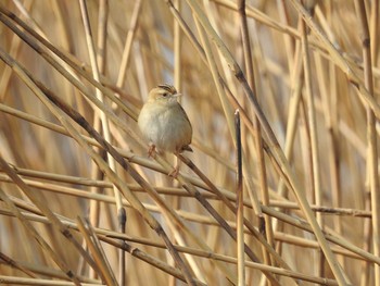 Zitting Cisticola 兵庫県明石市 Sat, 2/24/2018