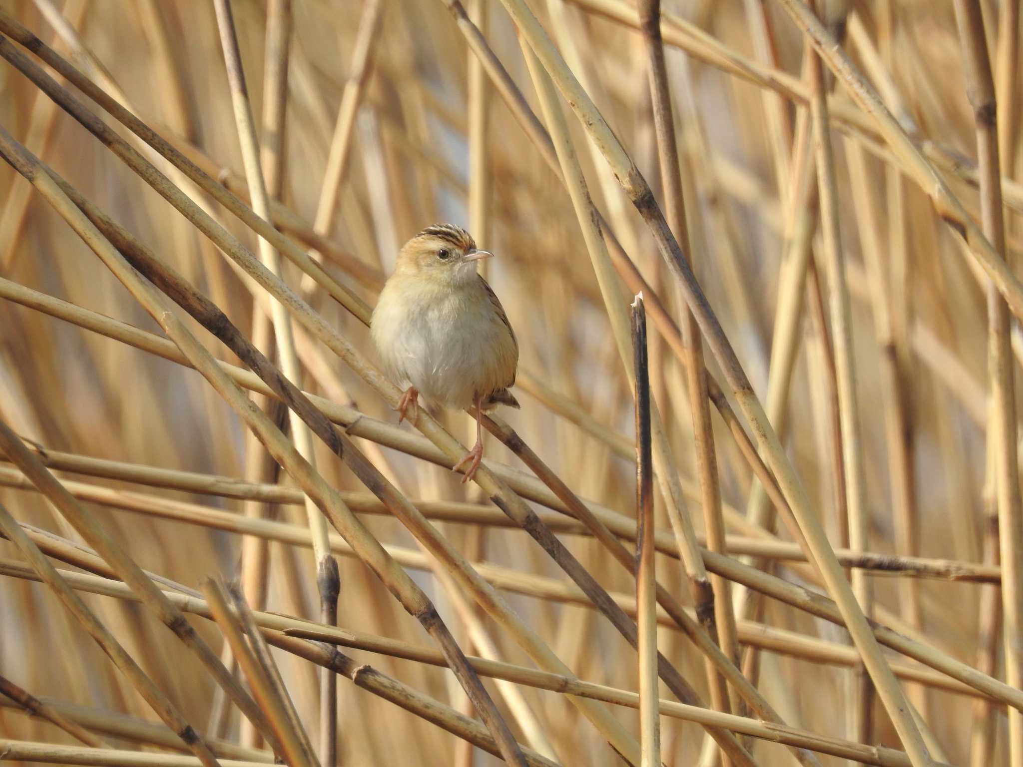 Photo of Zitting Cisticola at 兵庫県明石市 by 禽好き