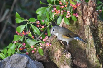 Red-flanked Bluetail 栃木県 Mon, 12/12/2022