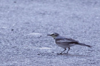 White Wagtail 神戸大学 Sat, 12/10/2022