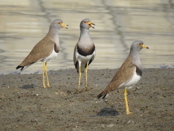 Grey-headed Lapwing 兵庫県明石市 Sat, 2/24/2018