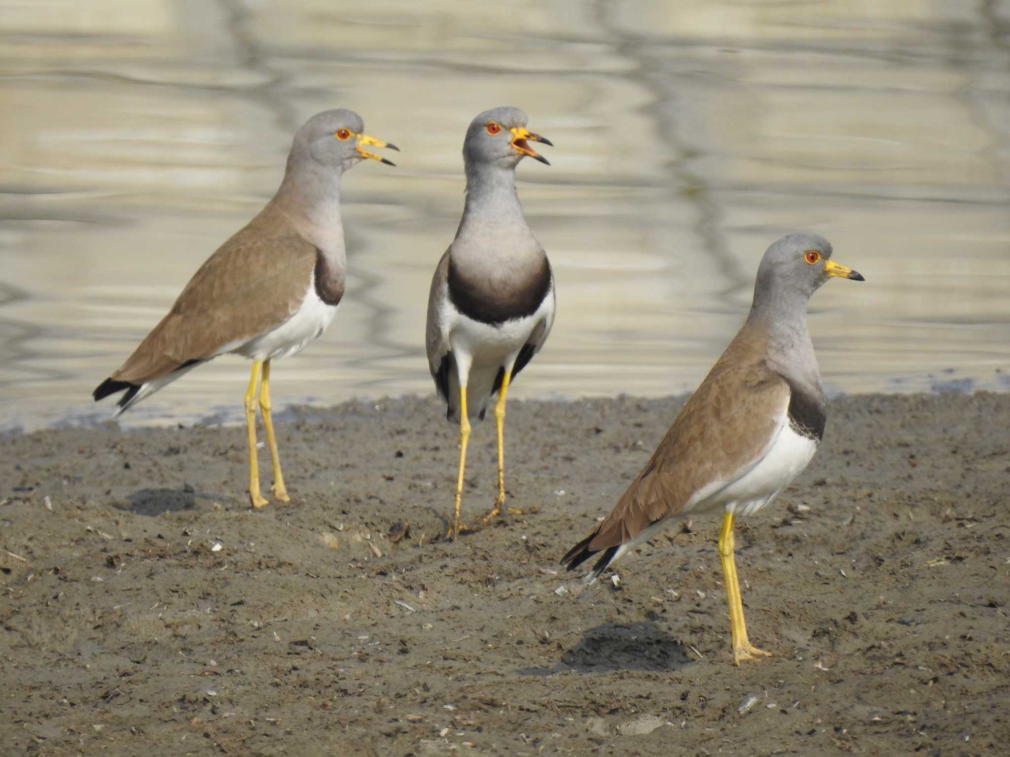 Photo of Grey-headed Lapwing at 兵庫県明石市 by 禽好き