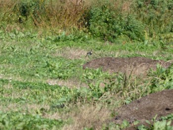 Northern Lapwing 越辺川(埼玉県川島町) Sat, 12/3/2022