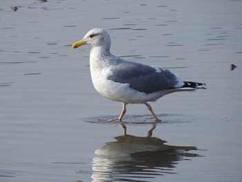 Vega Gull 兵庫県明石市 Sat, 2/24/2018