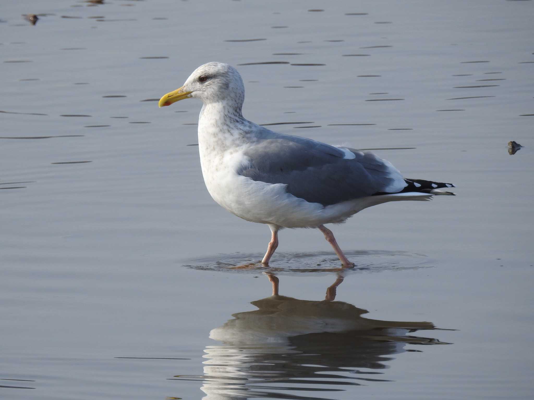 Photo of Vega Gull at 兵庫県明石市 by 禽好き