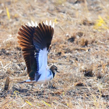 Northern Lapwing 浮島ヶ原自然公園 Fri, 12/9/2022