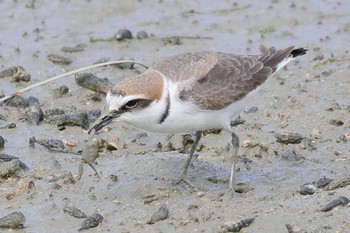 Kentish Plover Unknown Spots Sun, 1/14/2018