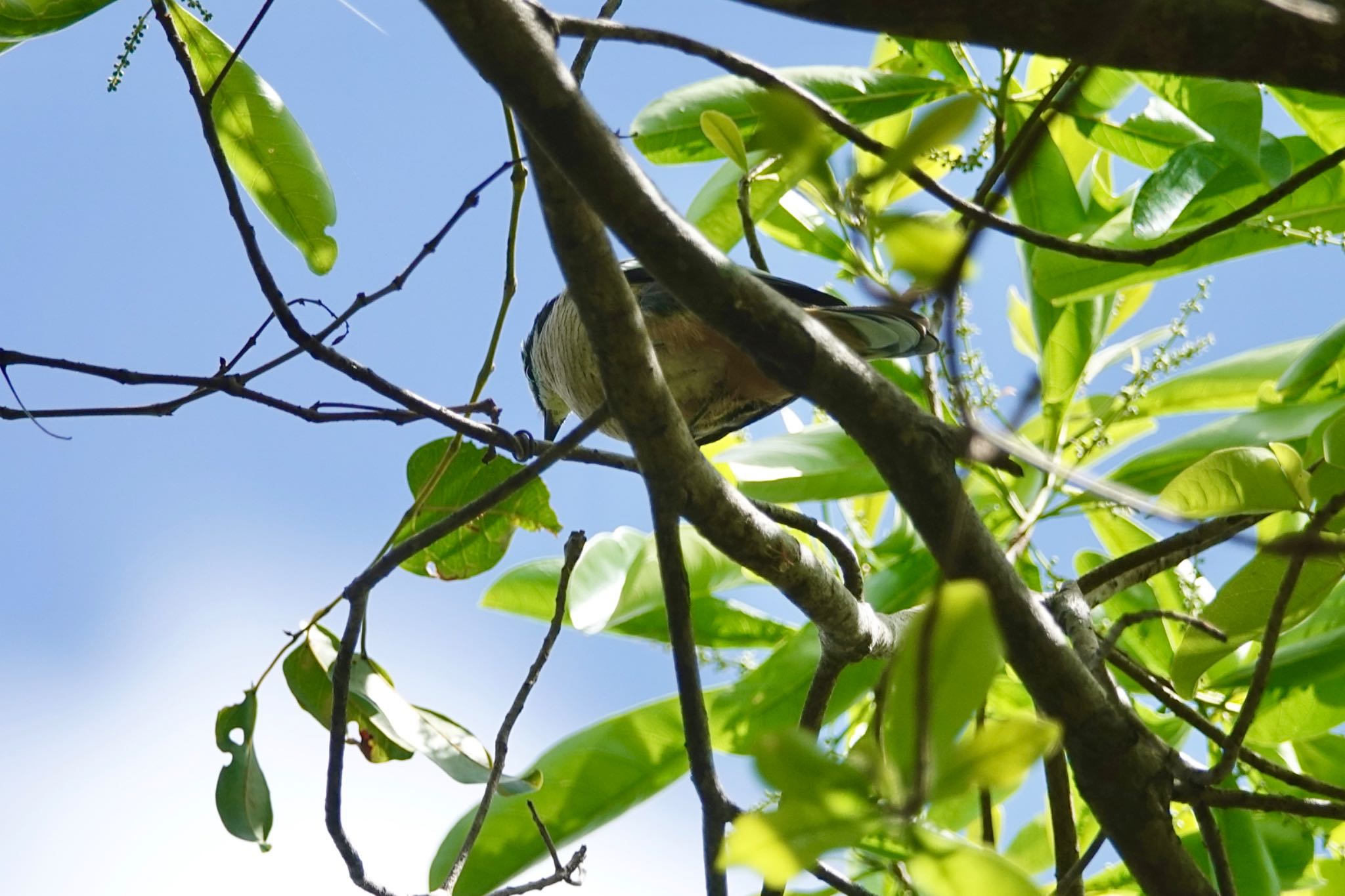 Photo of Varied Triller at Mount Whitfield Conservation Park(Cairns) by のどか