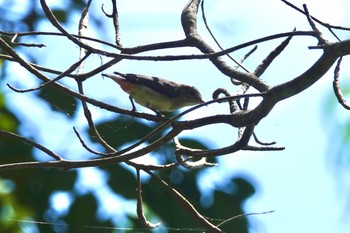 ヤドリギハナドリ Mount Whitfield Conservation Park(Cairns) 2022年10月11日(火)