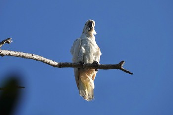 Sulphur-crested Cockatoo Mount Whitfield Conservation Park(Cairns) Tue, 10/11/2022