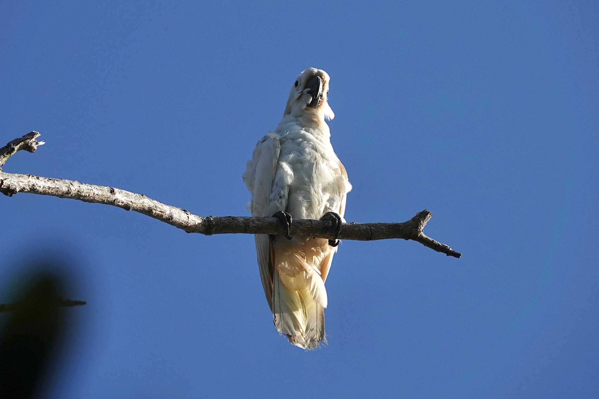 Mount Whitfield Conservation Park(Cairns) キバタンの写真 by のどか