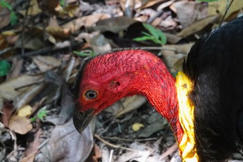 ヤブツカツクリ Mount Whitfield Conservation Park(Cairns) 2022年10月11日(火)