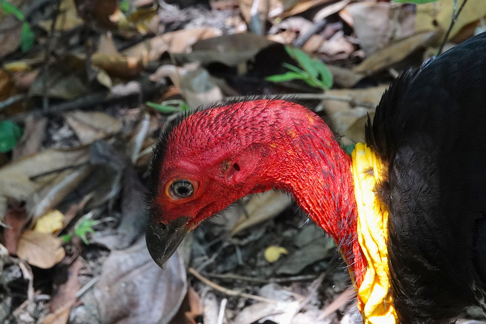 Photo of Australian Brushturkey at Mount Whitfield Conservation Park(Cairns) by のどか