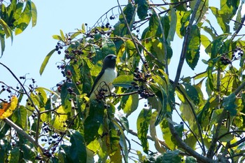 モリツバメ Mount Whitfield Conservation Park(Cairns) 2022年10月11日(火)