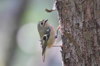 Goldcrest Unknown Spots Sun, 11/5/2017