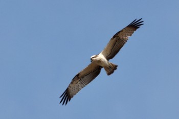 Osprey 芝川第一調節池(芝川貯水池) Sun, 12/11/2022