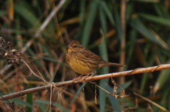 Masked Bunting 東京都立桜ヶ丘公園(聖蹟桜ヶ丘) Mon, 12/12/2022