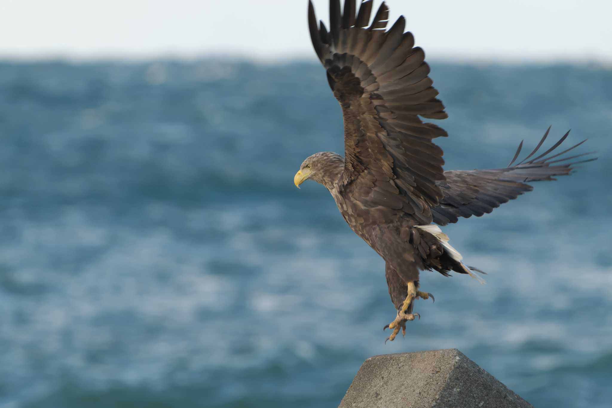 White-tailed Eagle