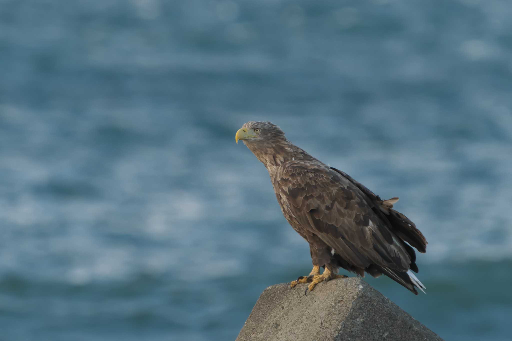 Photo of White-tailed Eagle at Notsuke Peninsula by 禽好き