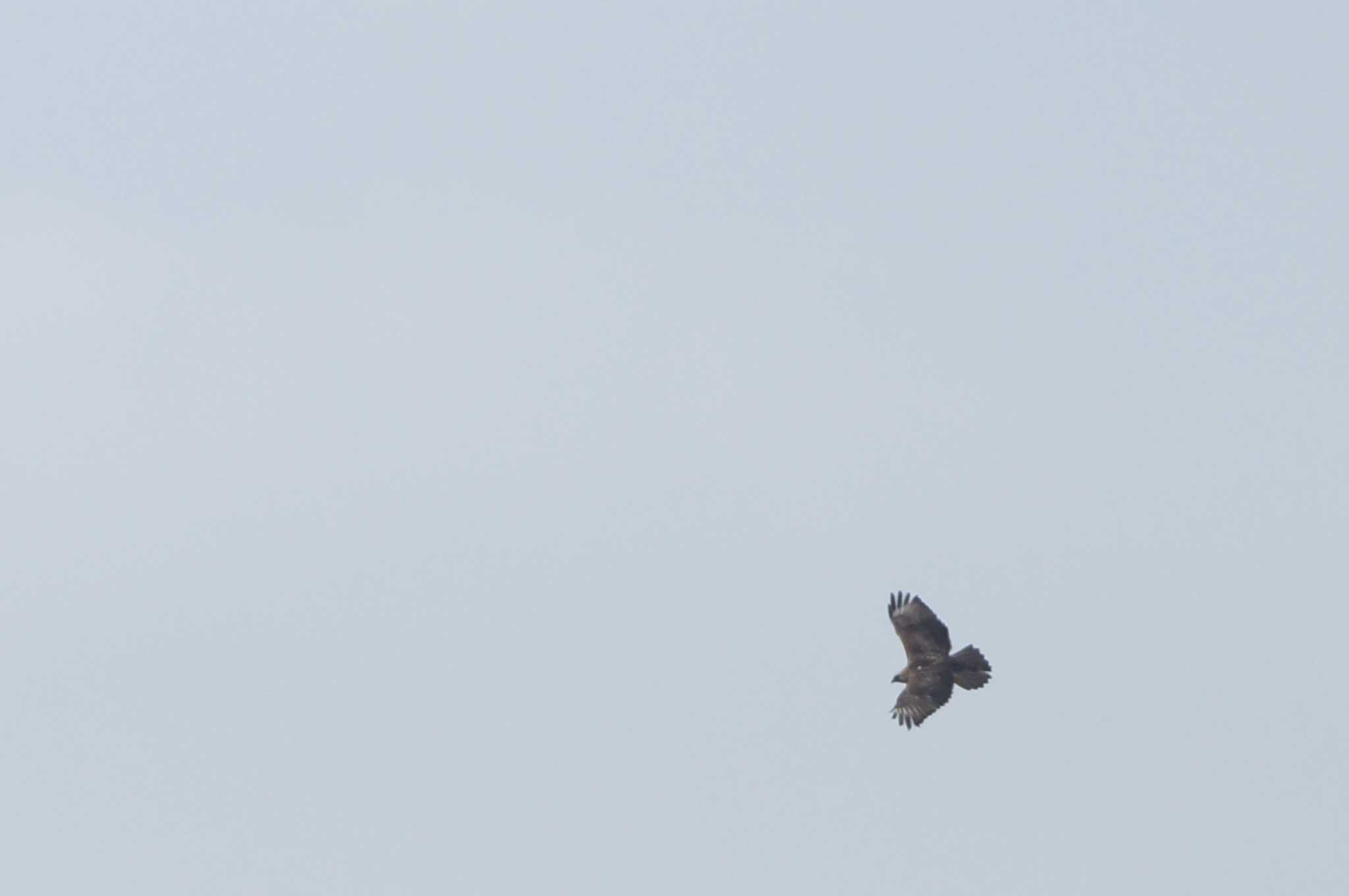 Eastern Marsh Harrier