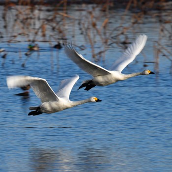 Whooper Swan 城沼 Sat, 1/29/2022