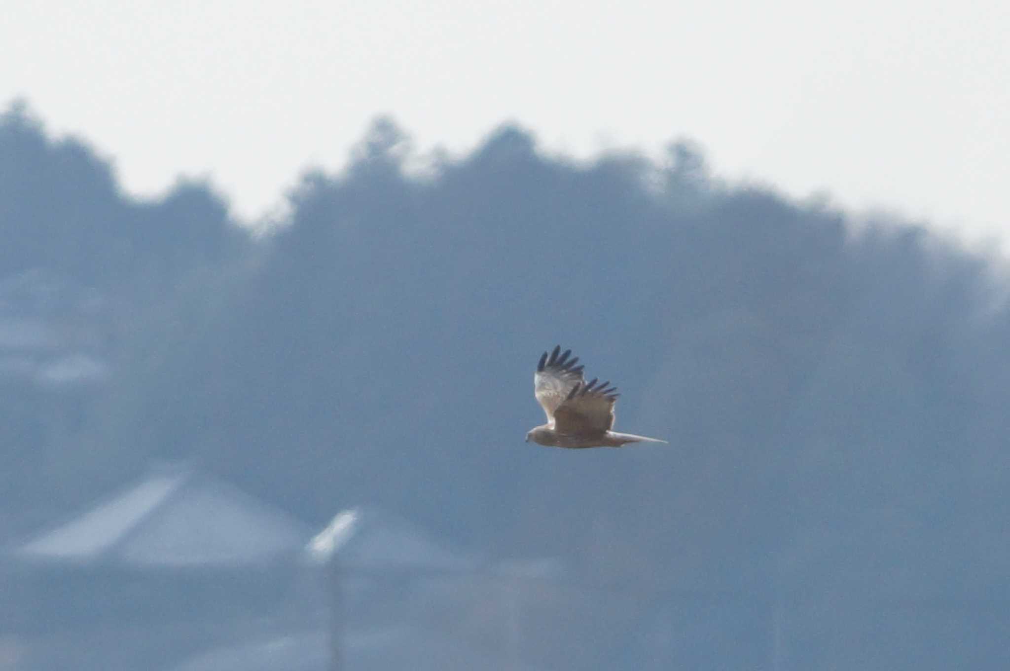 Eastern Marsh Harrier