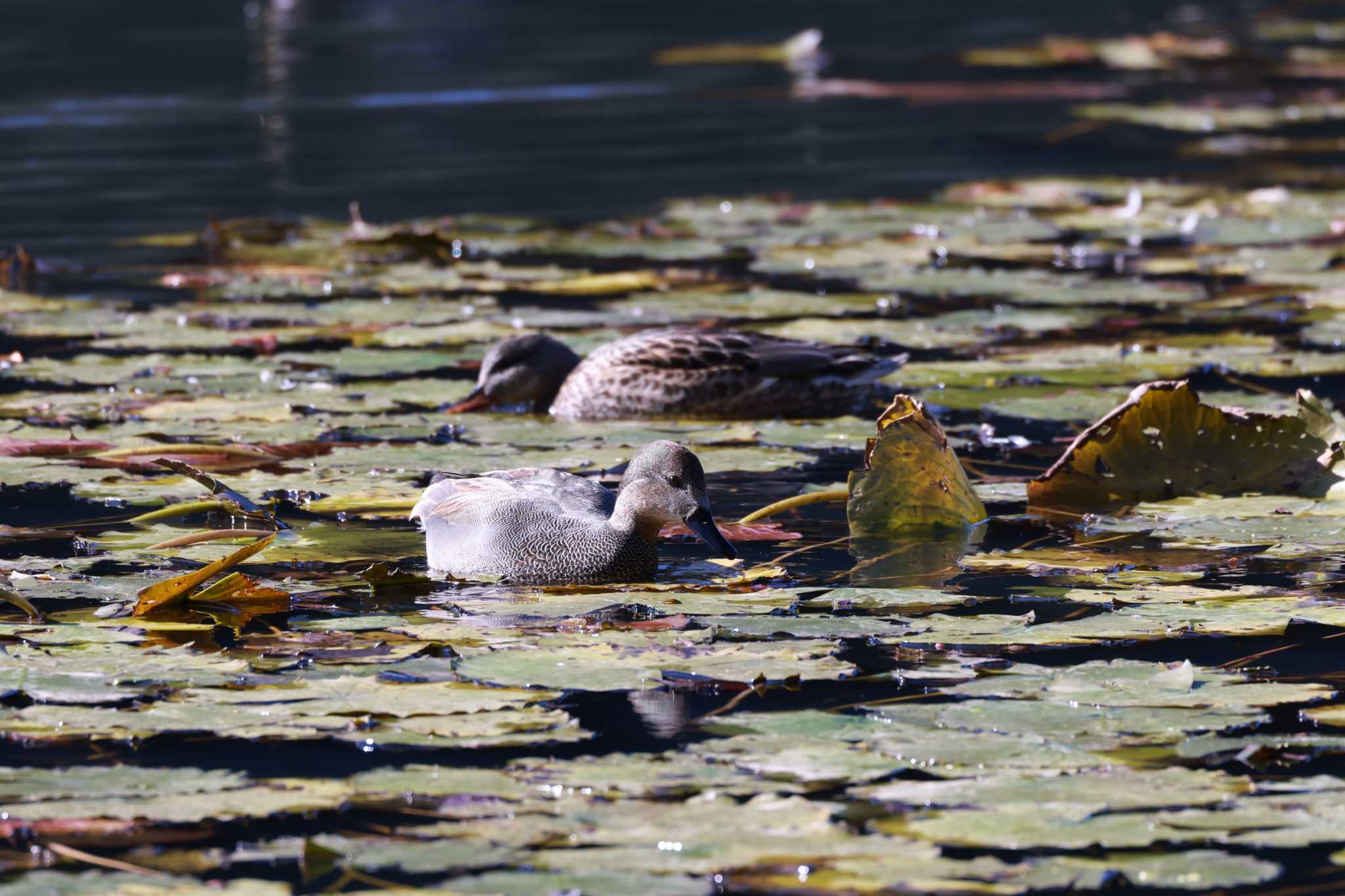 Gadwall