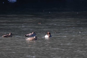 Mon, 12/12/2022 Birding report at 千葉市昭和の森公園