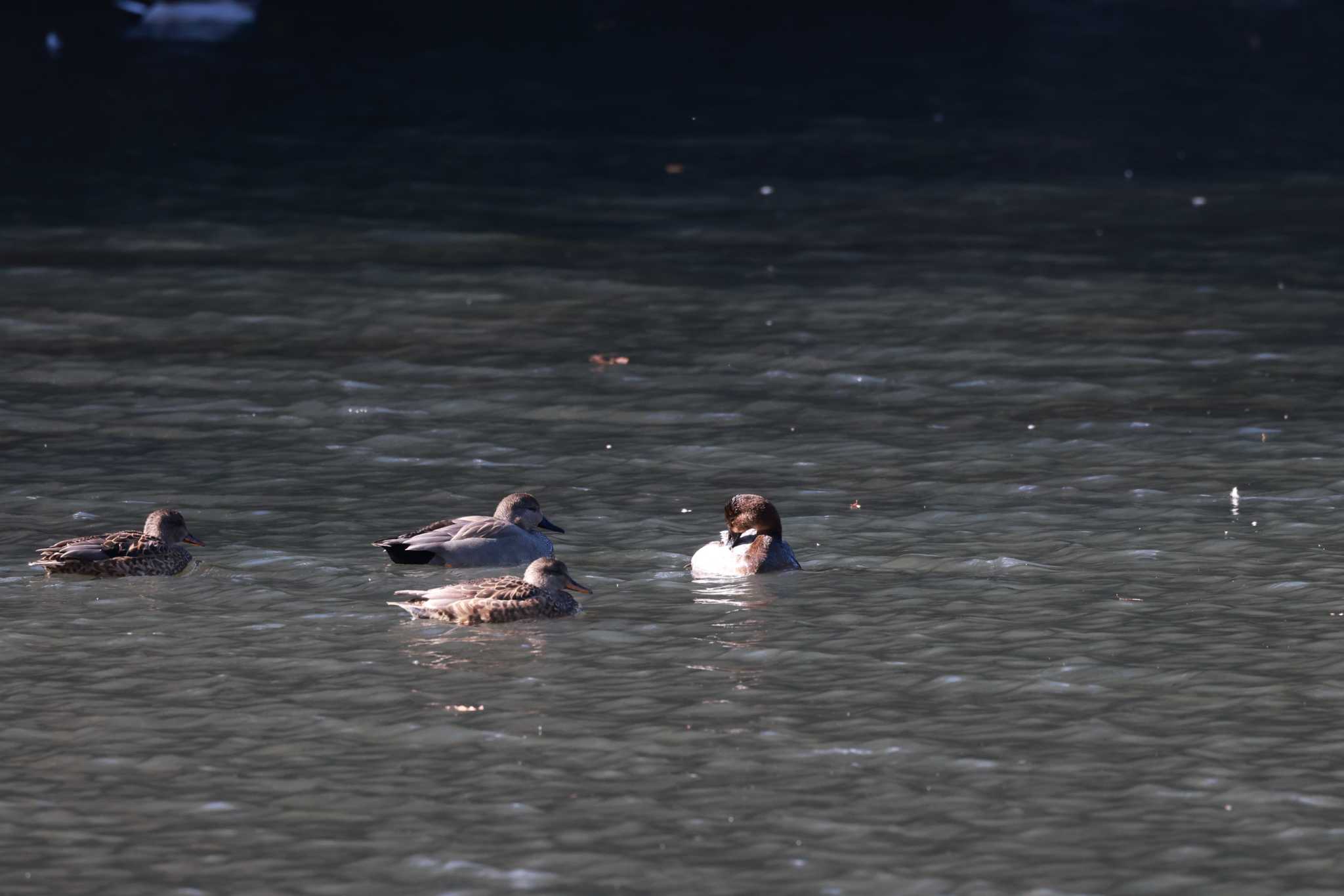 Canvasback