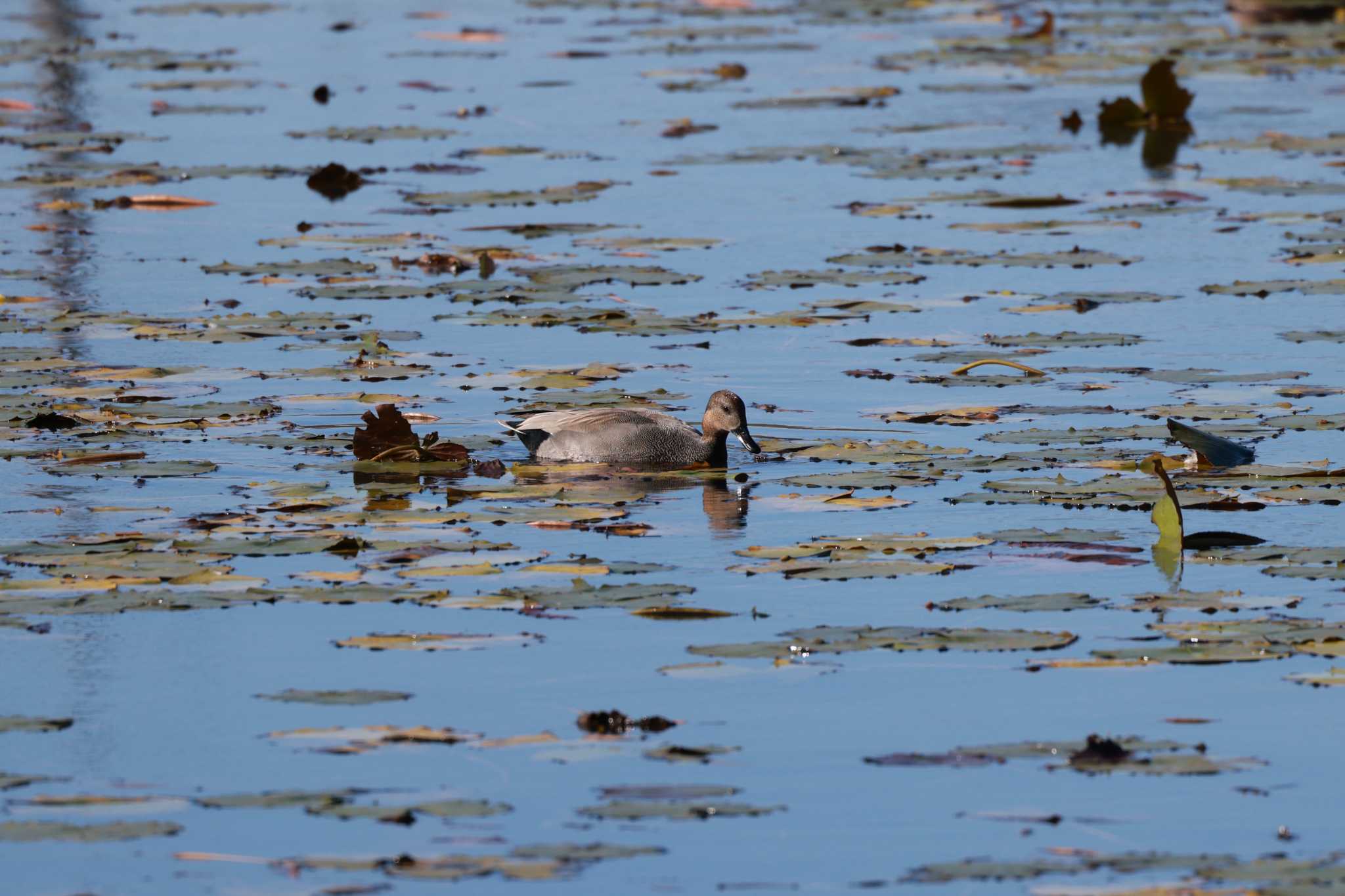 Gadwall