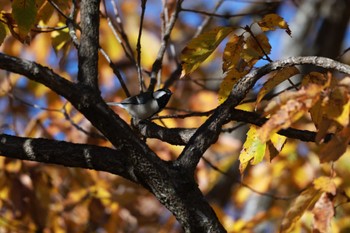 Japanese Tit 千葉市昭和の森公園 Mon, 12/12/2022