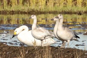 Snow Goose 千葉県 Wed, 12/7/2022